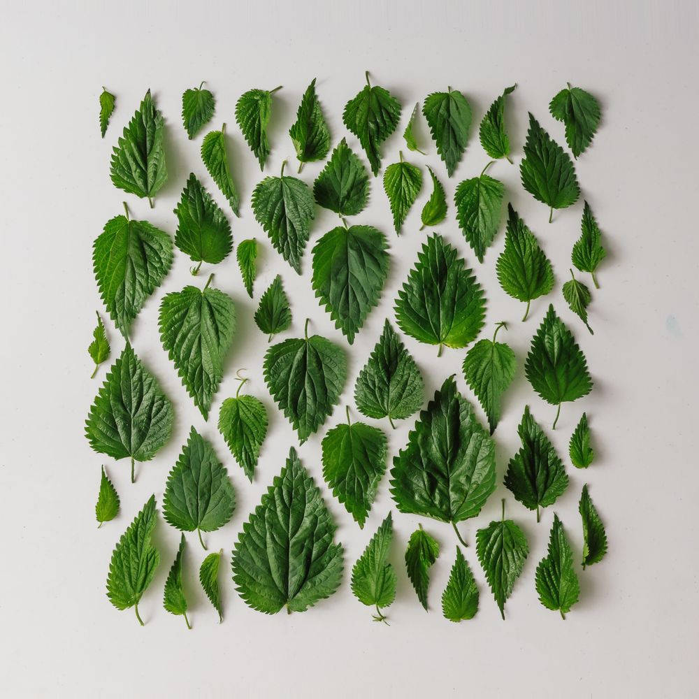 Pattern of nettle leaves on light background