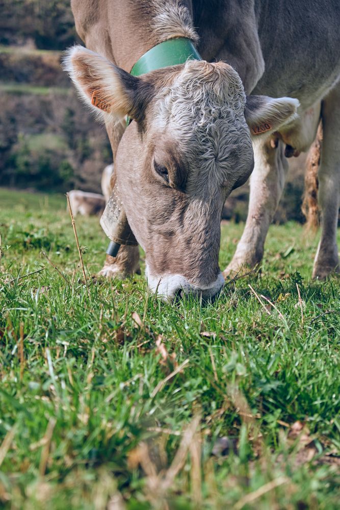 Cow grazing on grassy glade in countryside