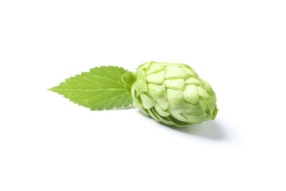 Green fresh hop cone isolated on blank background, close up