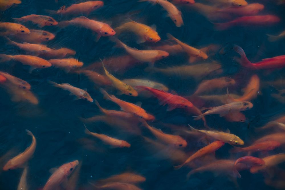 Kaleidoscope of Koi