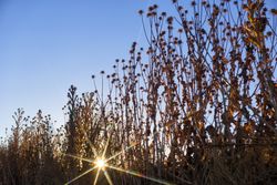 Sun glowing through dry grass