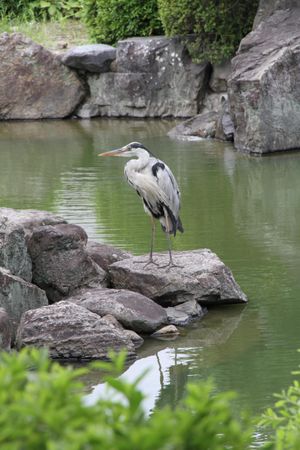 Grey heron perched on rock near body of water