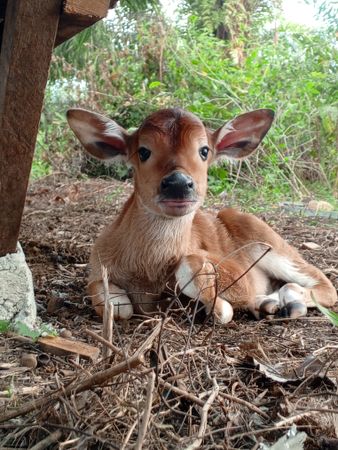 Newborn cute calf on the ground