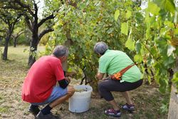 Husband and Wife Working Among Vines on a Summer Day in the Village.