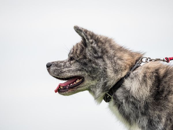 Beautiful dogs at an outdoor dog show.