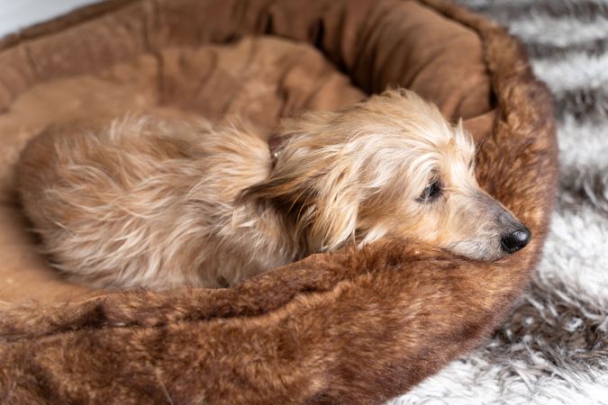Cute Norfolk terrier resting in pet bed
