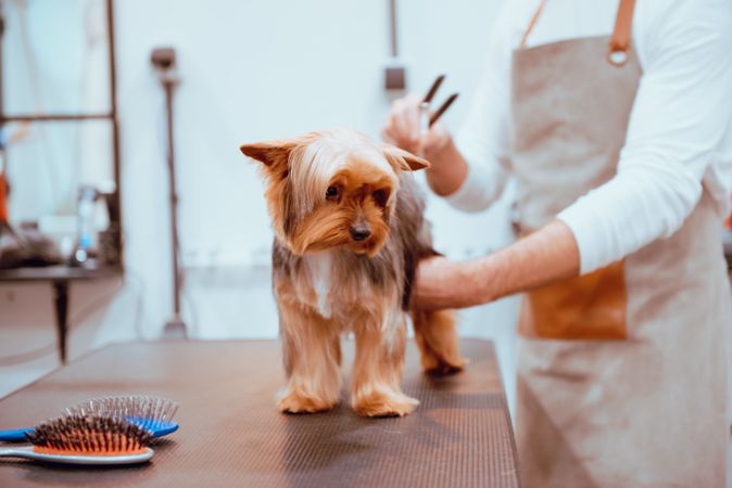 Crop groomer trimming fur of little dog