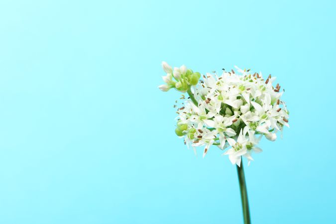 allium flowers on blue background, copy space