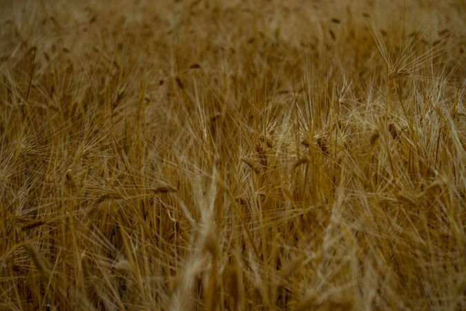 Close up of wheat in a field