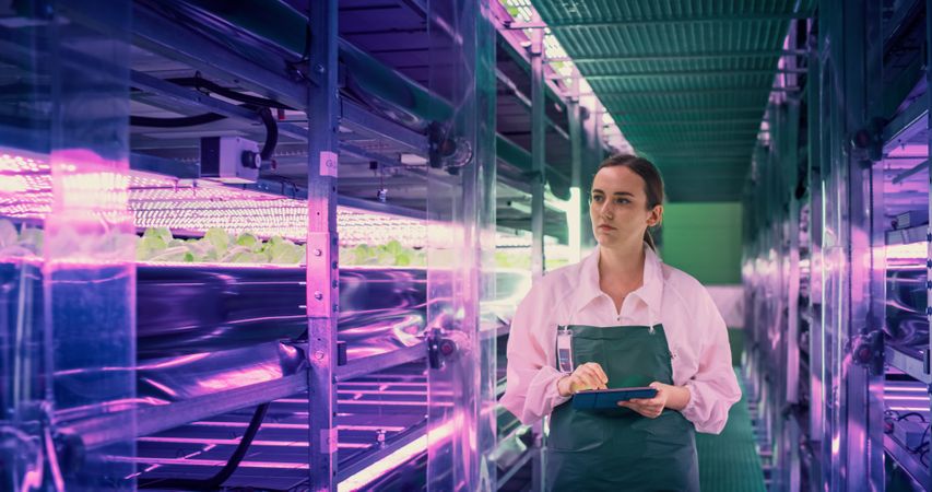 Young Female Farmer Working in a Vertical Farm with Ultraviolet LED Lights. Hydroponics Specialist Working on a Tablet Computer Next to Rack with Fresh Plants Ready for Shipping to a Supermarket