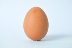 Whole speckled brown egg on table