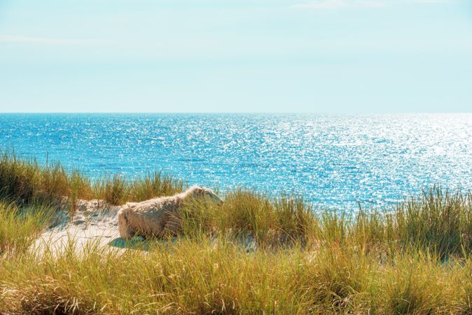 Landscape with marram grass dunes and the horizon over the sea