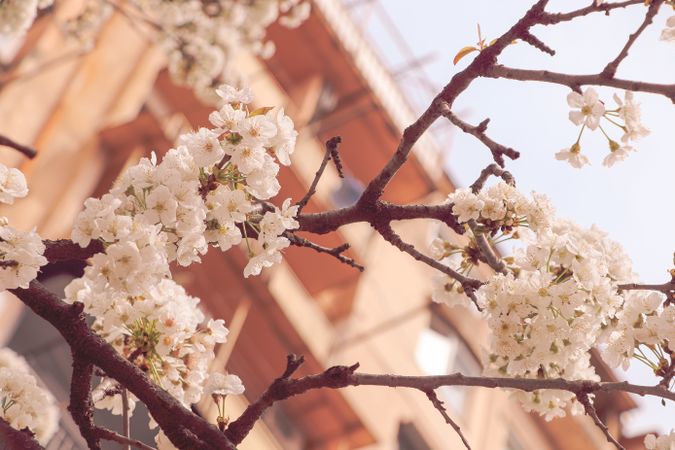 Sakura flower