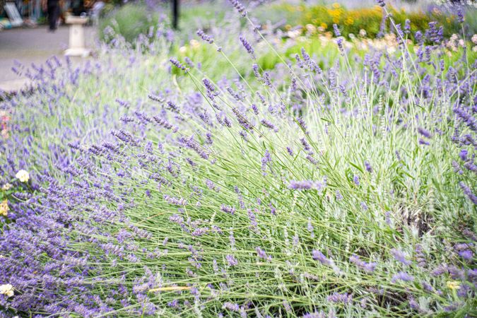 Flowering lavender plant in the summer time