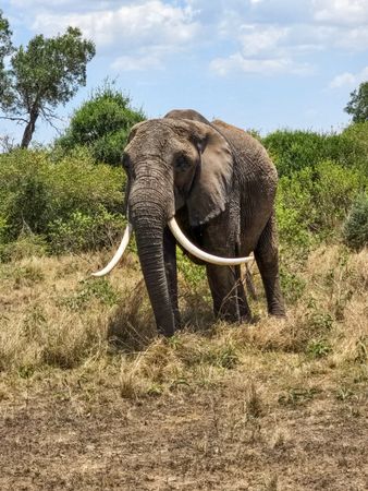 Majestic elephant walking in the african savanna in Kenya