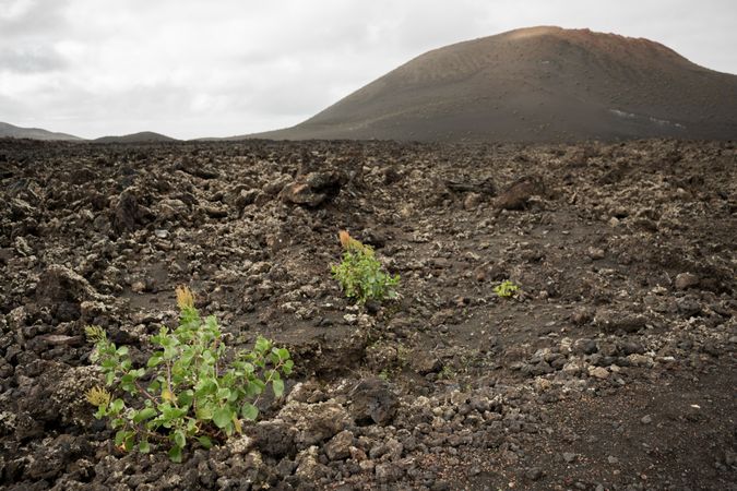 Small plants on stony ground