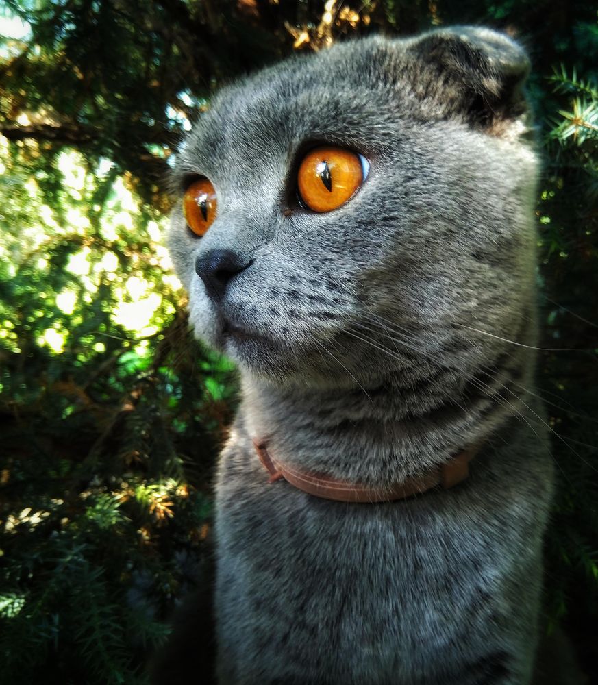 Russian blue cat