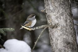 Little bird on branch in pine tree