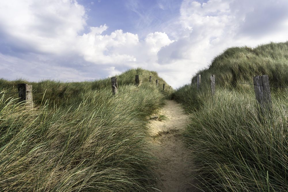 Grass alley through to sandy dunes