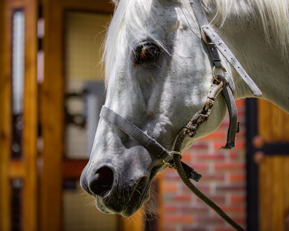 Horse with brown leather strap
