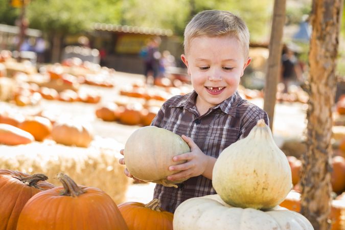 Little Boy Gathering His Pumpkins at a Pumpkin Patch.