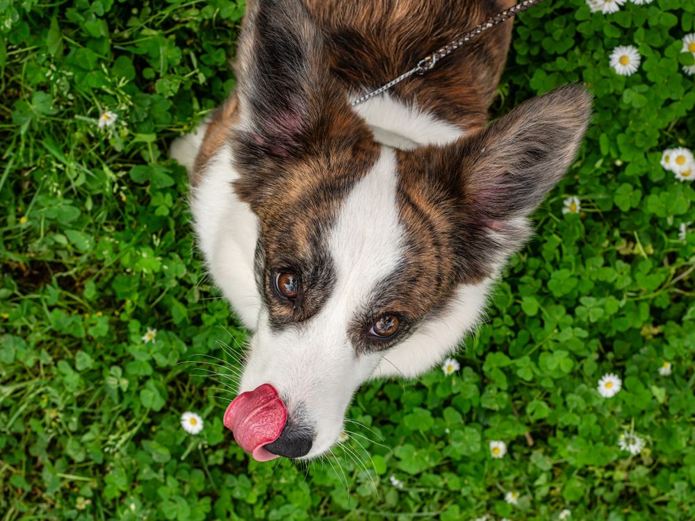 Funny corgi cardigan dog playing on a sunny lawn