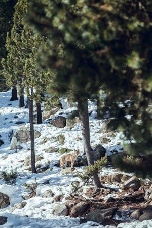 Wolf on hill near stones and snow