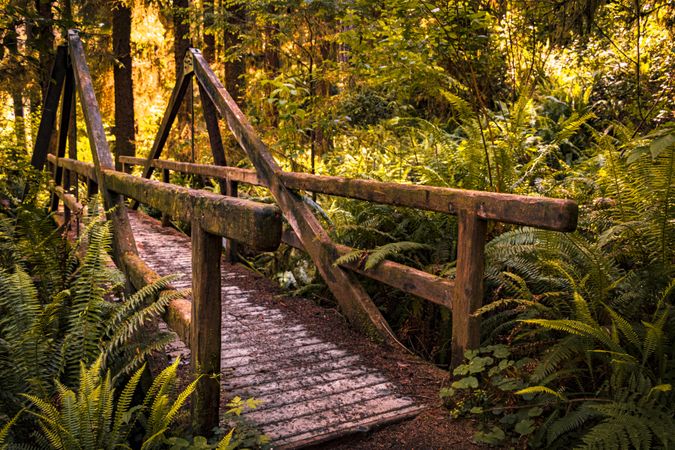 Beautiful wooden pedestrian bridge in lush forest