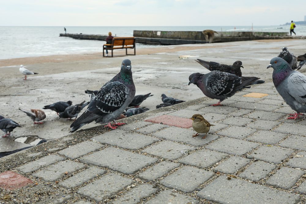 Many pigeons near the sea, on the shore