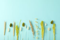 Dried flower bunch in line on blue background