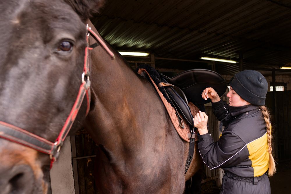 Close-up of saddle adjustment on horse