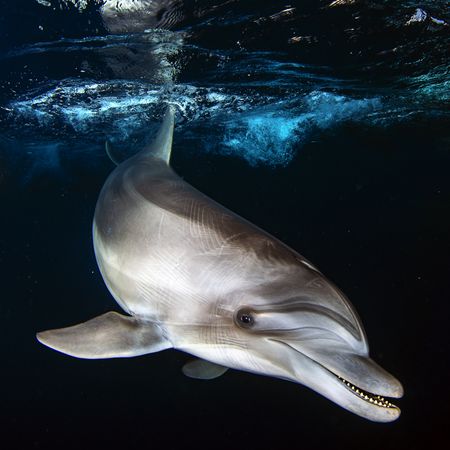 Underwater shot of dolphin