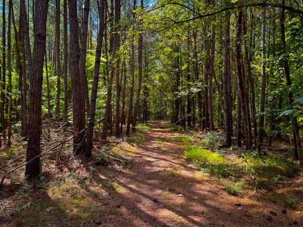 In the Virginian pines