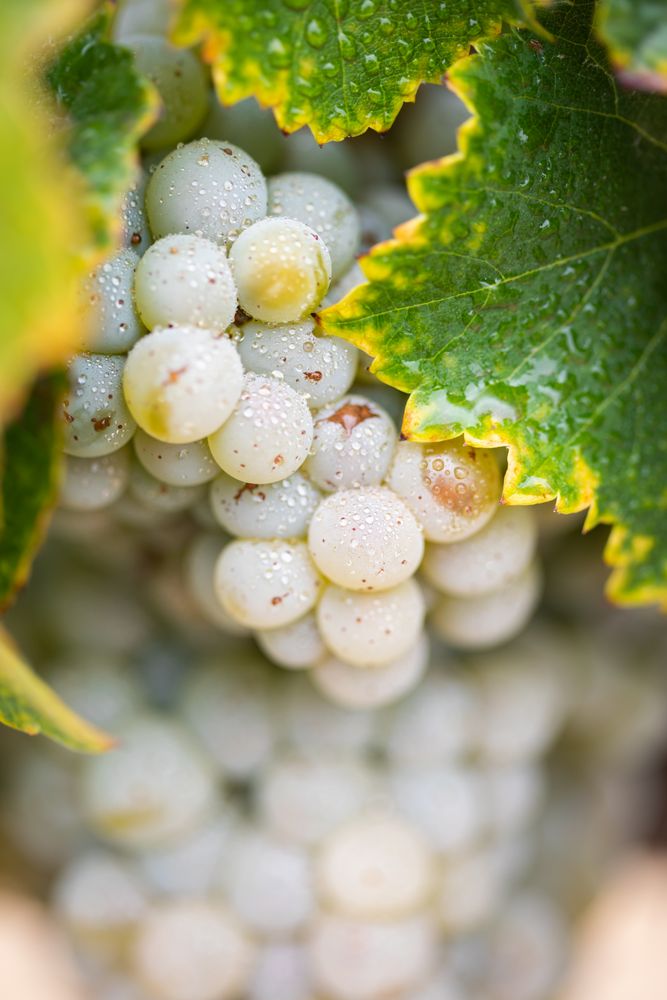 Vineyard with Lush, Ripe Wine Grapes on the Vine Ready for Harvest