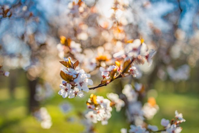 Close up of light blossoms at the end of a flowery branch