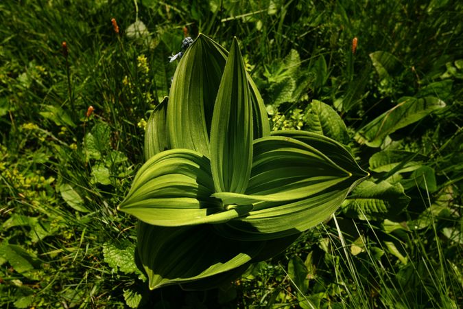 Green plant with large leaves in meadow