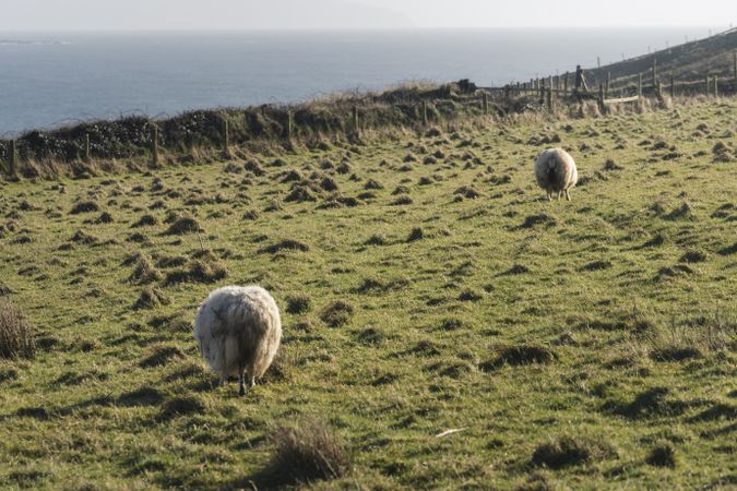 sheep on green spring field