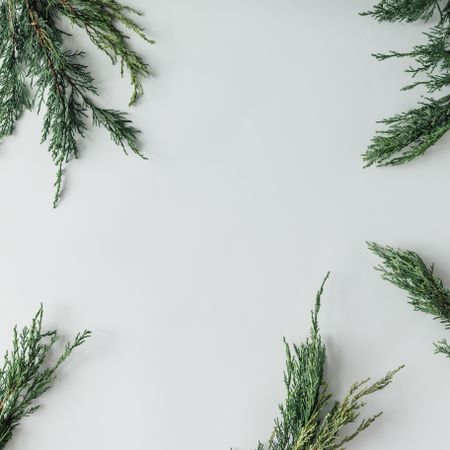Christmas layout made of branches on light background