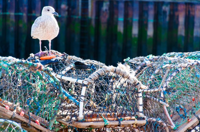 Seagull on fishing nets