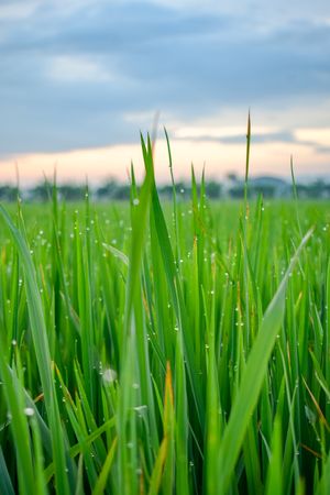 Close up of long green grass on cloudy day