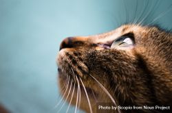 Portrait of brown tabby cat 5ox794