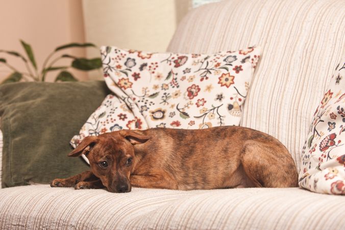 dog lying quietly on the couch