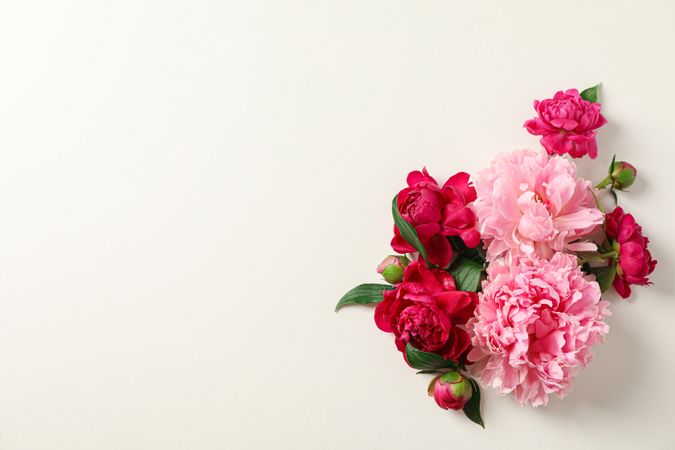 Flat lay composition with beautiful peonies on bright background, space for text and top view