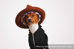 Close up of dog in hoodie and hat 42d810
