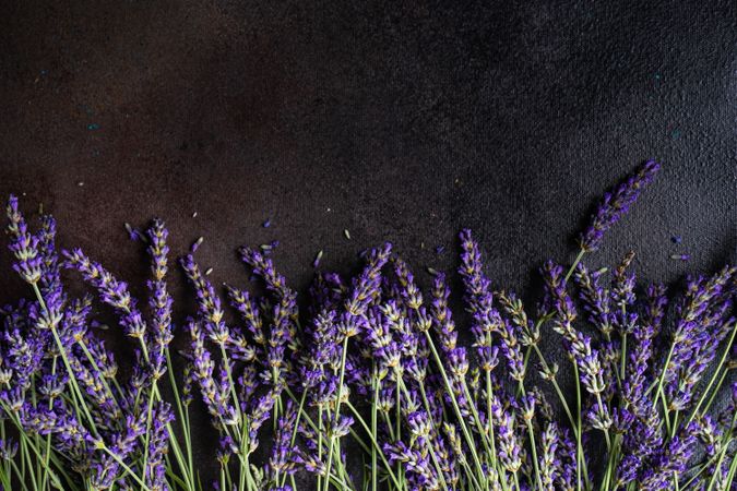 Fresh lavender flowers on a dark counter