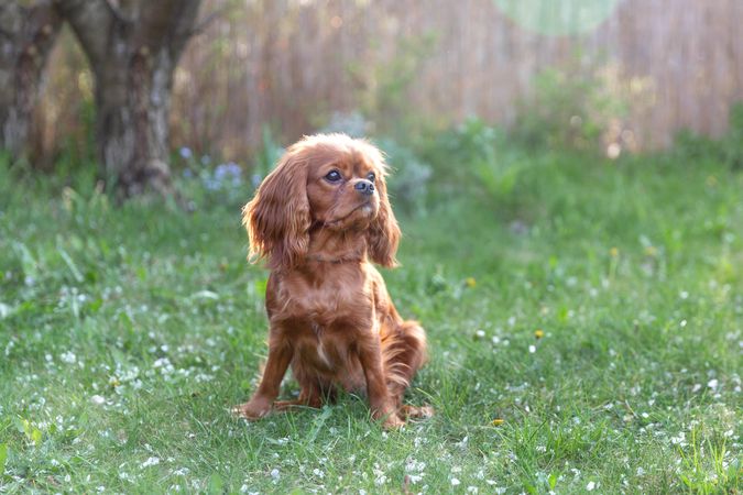 Cavalier spaniel sitting on the grass by a fence