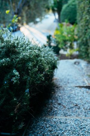 Rosemary bush and path