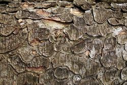 Old tree trunk with ragged bark