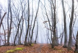 Misty barren autumnal  forest