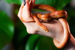 Corn snake wrapped around woman hand